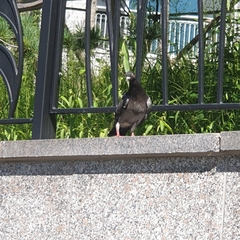 Columba livia domestica