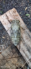 Quesada gigas