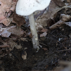 Amanita bisporigera