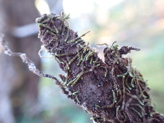 Douinia ovata