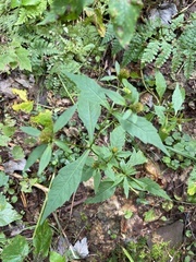 Bidens tripartita