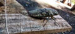 Quesada gigas