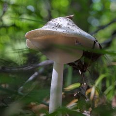 Amanita bisporigera