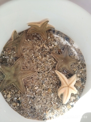 Astropecten jonstoni