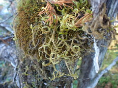 Antitrichia curtipendula