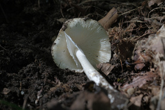 Amanita bisporigera
