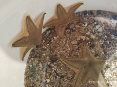 Astropecten jonstoni