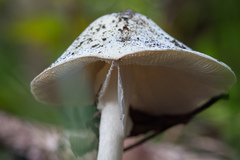 Amanita bisporigera