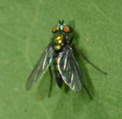 Dolichopodidae