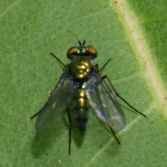 Dolichopodidae