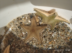 Astropecten jonstoni