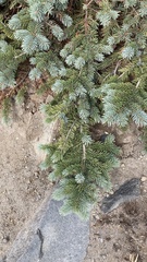 Abies lasiocarpa