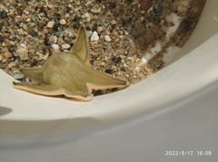 Astropecten jonstoni