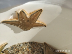 Astropecten jonstoni