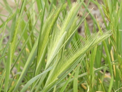 Hordeum