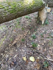 Suillus placidus