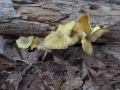 Gerronema strombodes