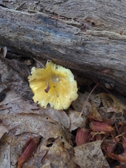 Gerronema strombodes