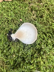 Hohenbuehelia angustata