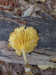 Gerronema strombodes