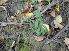 Galium boreale