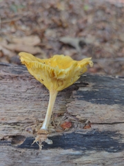 Gerronema strombodes