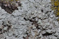 Lecanoromycetidae