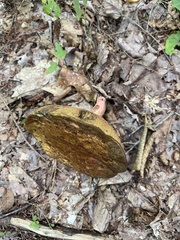 Aureoboletus russellii