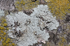 Lecanoromycetidae