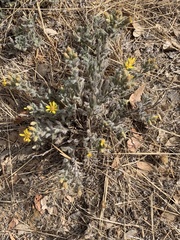 Heterotheca sessiliflora echioides