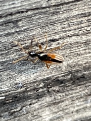 Myodocha serripes