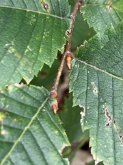 Ulmus thomasii