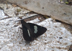 Notocrypta paralysos