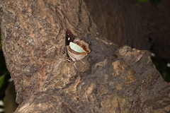 Polyura athamas