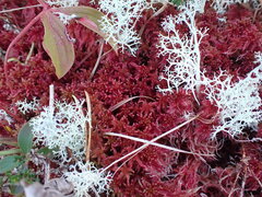 Sphagnum subnitens