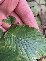 Ulmus thomasii
