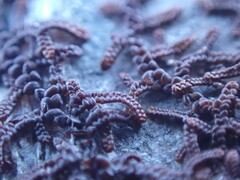 Frullania nisquallensis