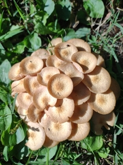 Desarmillaria tabescens