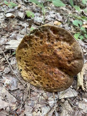 Aureoboletus russellii