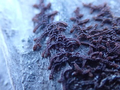 Frullania nisquallensis