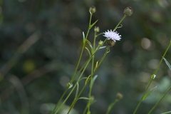 Tricholepis amplexicaulis