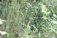 Tricholepis amplexicaulis