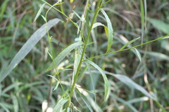 Tricholepis amplexicaulis