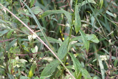 Tricholepis amplexicaulis