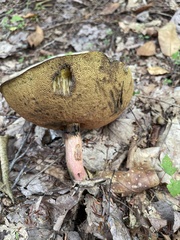 Aureoboletus russellii