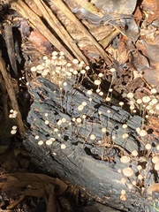 Collybiopsis quercophila