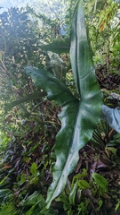 Alocasia