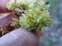 Sphagnum compactum
