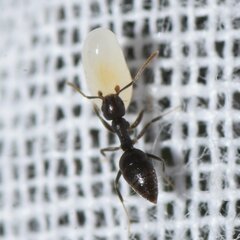 Technomyrmex difficilis