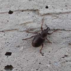 Otiorhynchus cribricollis